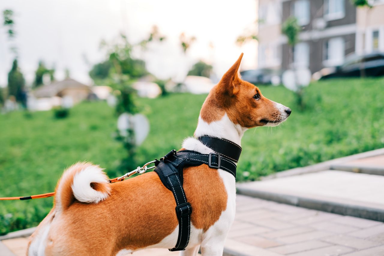 Collier ou harnais – qu'est-ce qui convient le mieux à votre chien