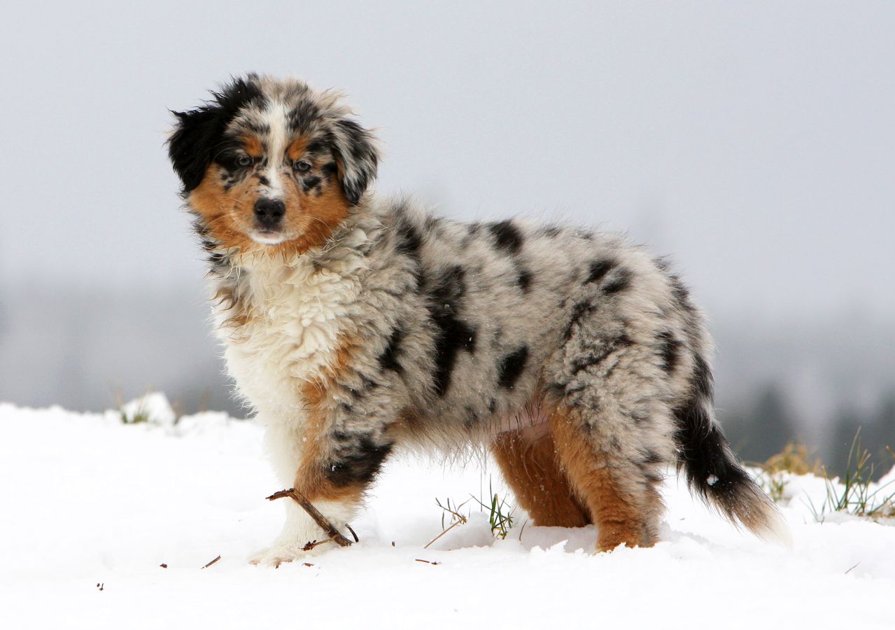 Révélez la beauté unique du berger Australien bleu merle Découvrez ses nuances captivantes