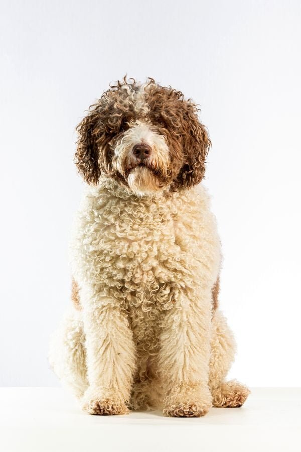 Chien d'eau espagnol