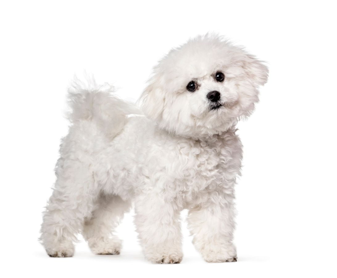 Bichon frisé