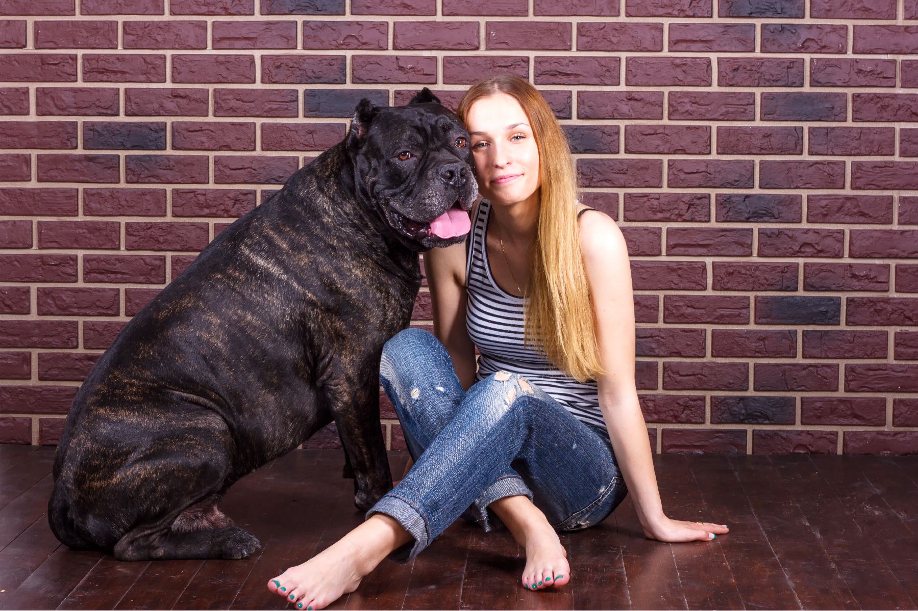 Révélations sur le caractère du Cane Corso un chien de garde exceptionnel
