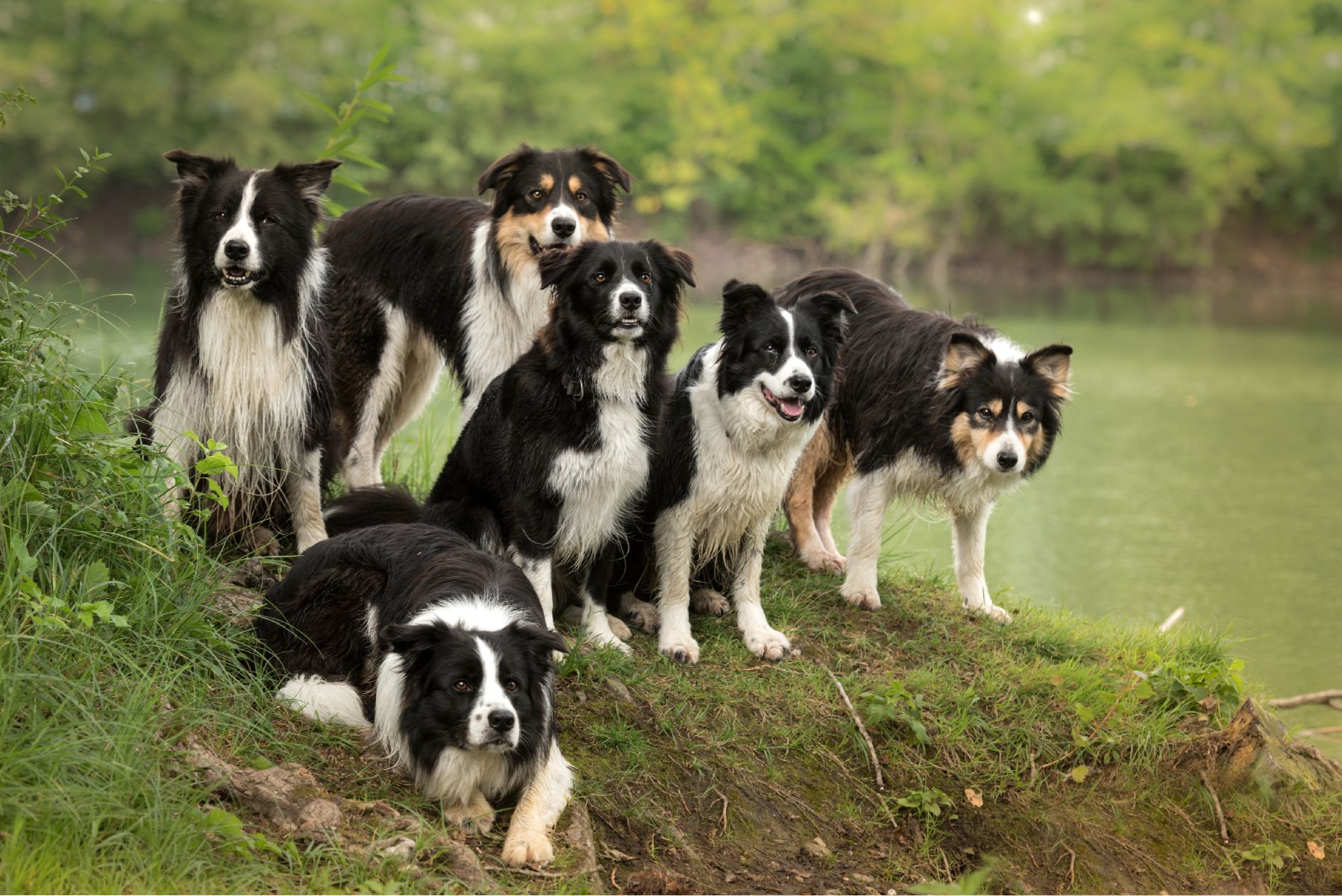 Border Collie Elevage Bretagne