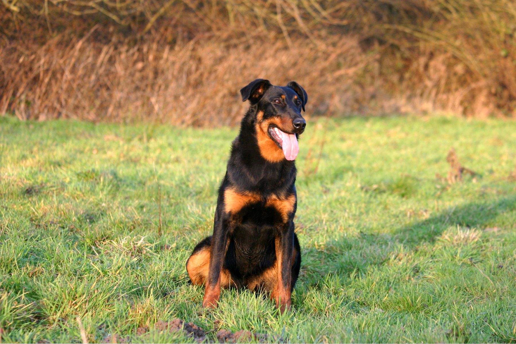Découvrez les fascinantes histoires et origines du Beauceron Un chien