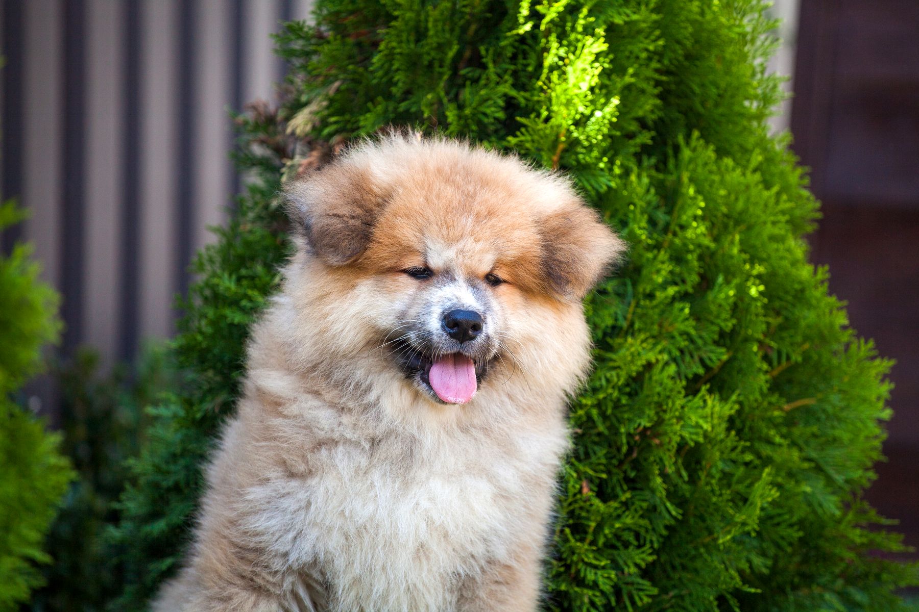 Akita à poils longs découvrez ces merveilles canines