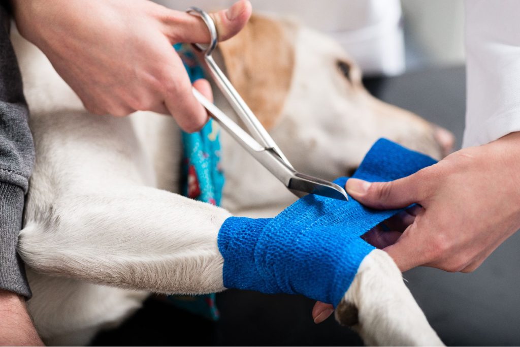 operation pattes apres epillet chien